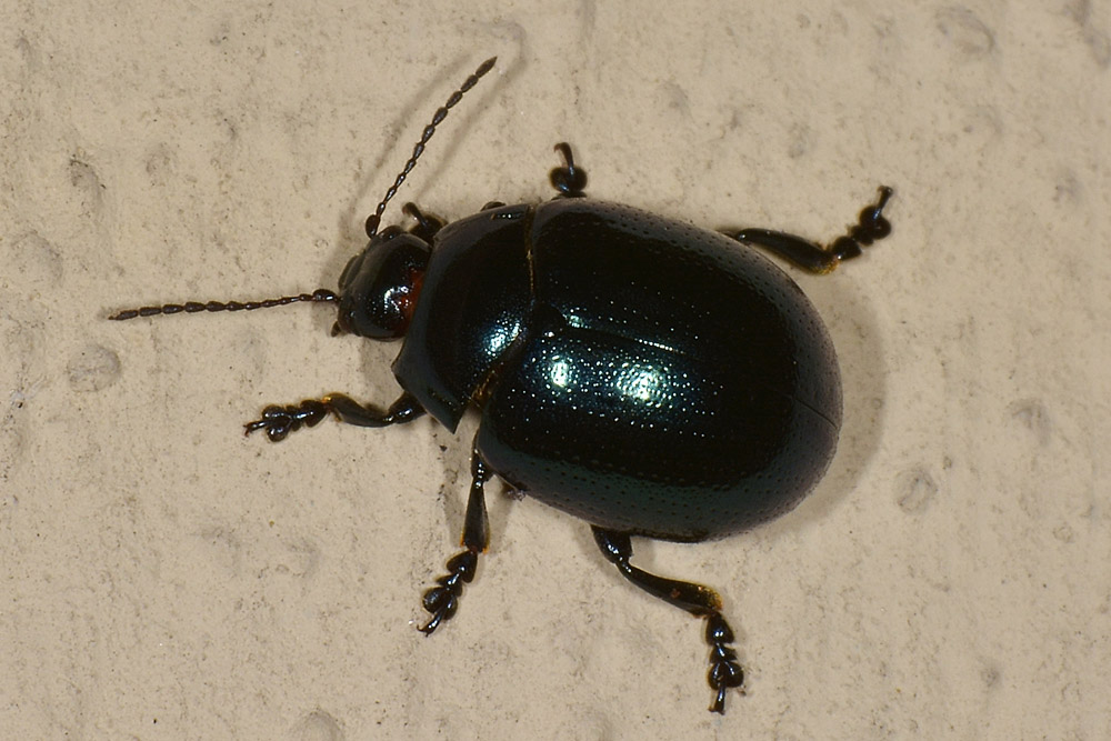 Chrysolina da id.